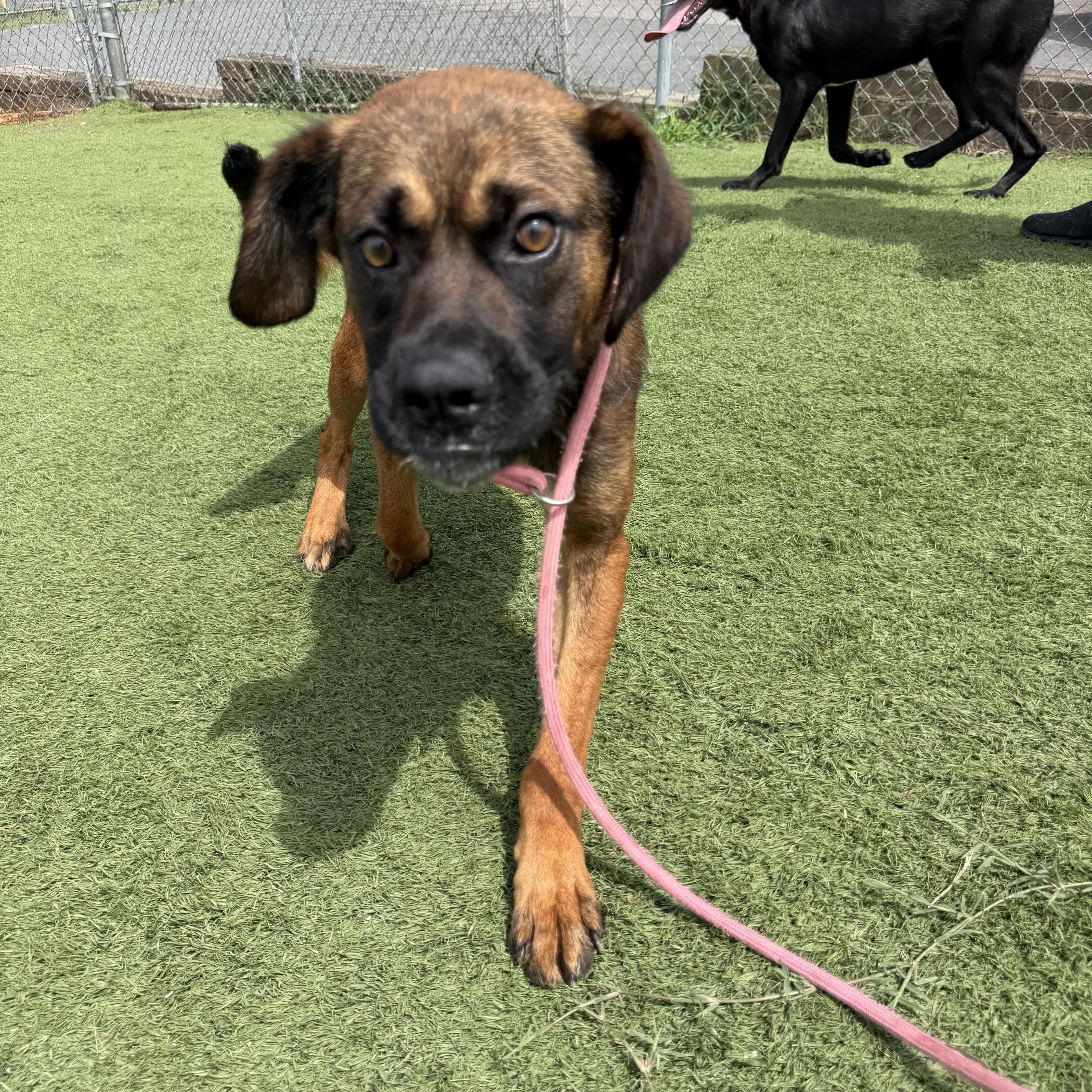 Enlarge Ben, a ADOPTABLE mixed breed in Albemarle, NC image 2/2