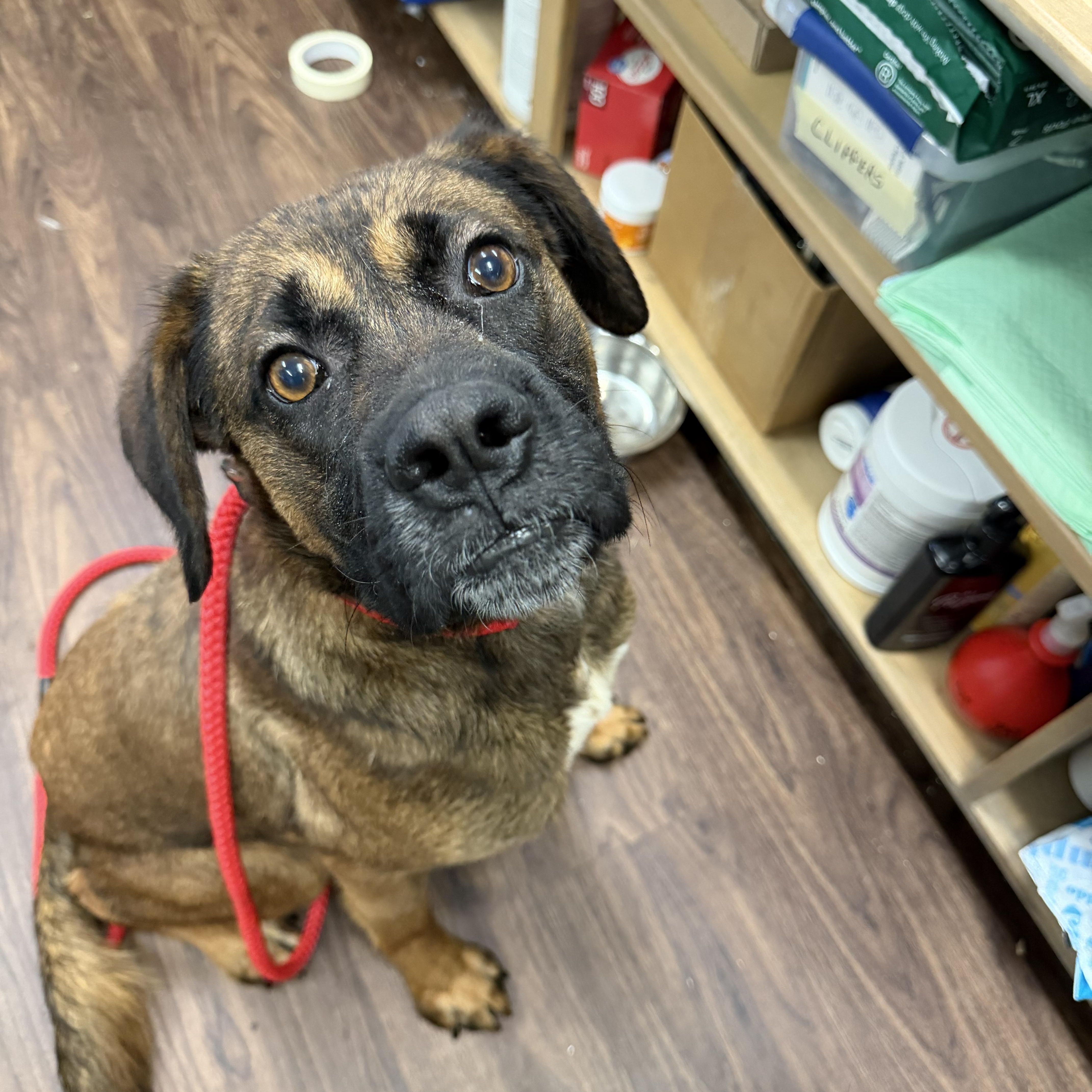 Ben, a ADOPTABLE mixed breed in Albemarle, NC image 1/4