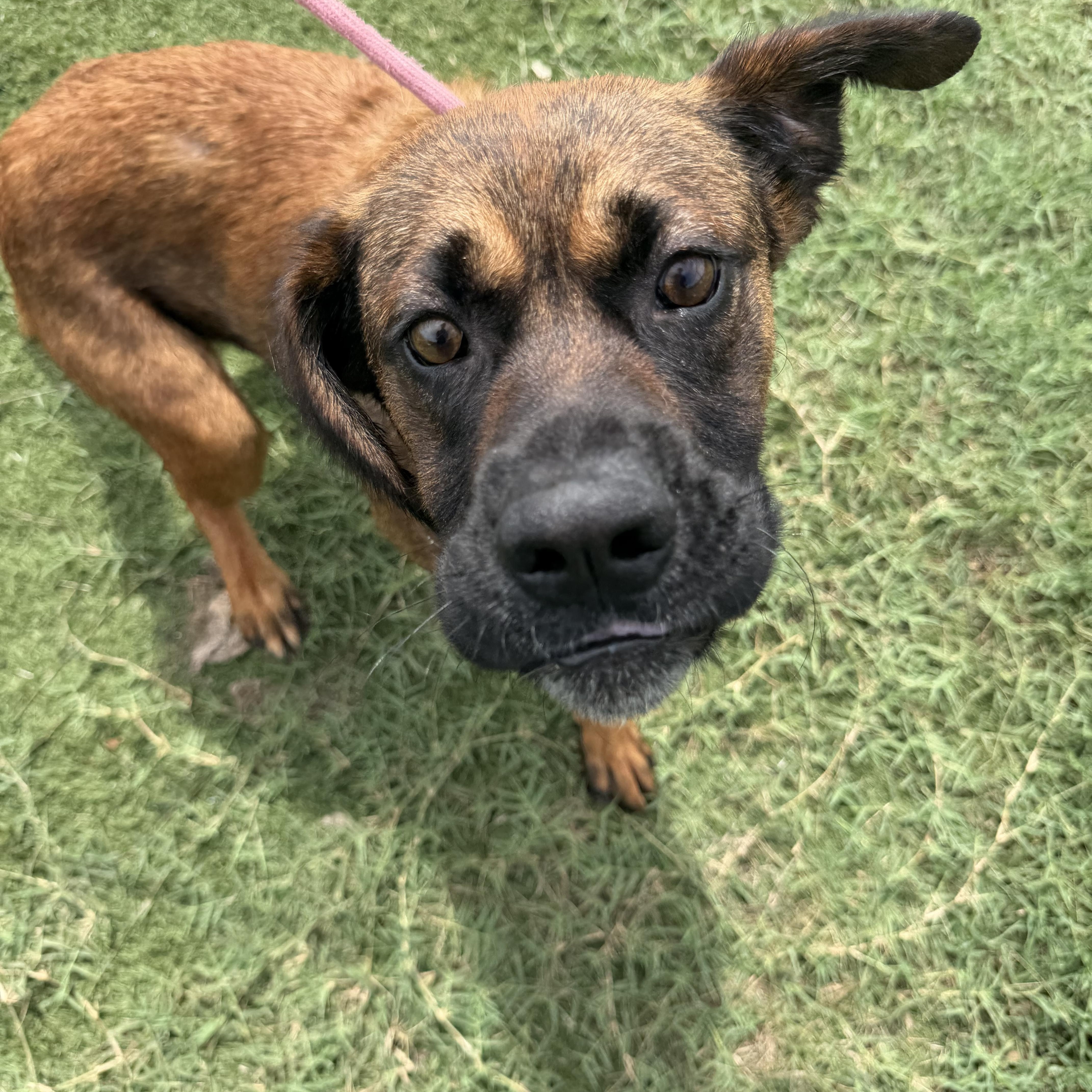 Ben, ADOPTABLE, Adult Male Boxer.