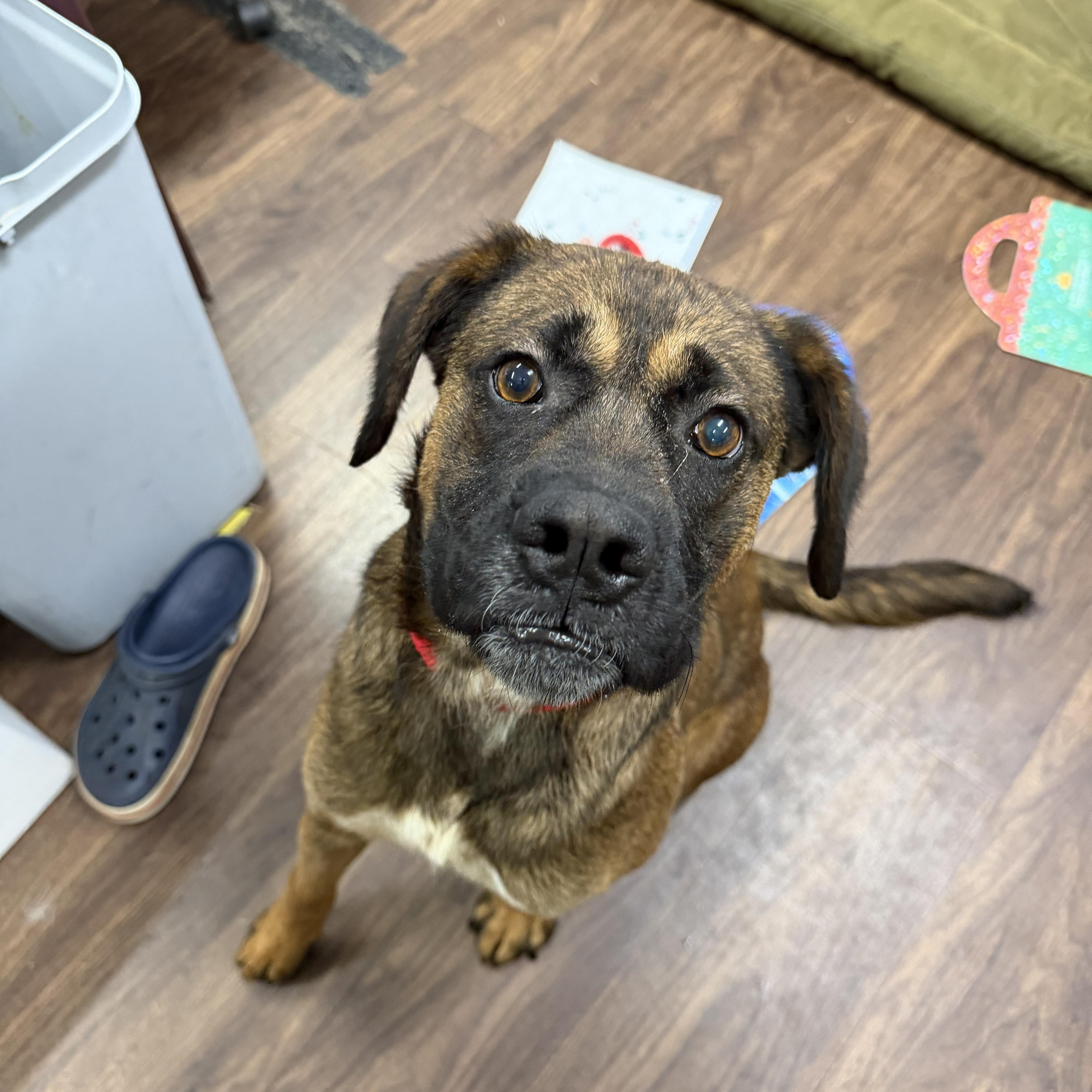 Ben, a ADOPTABLE mixed breed in Albemarle, NC image 4/4