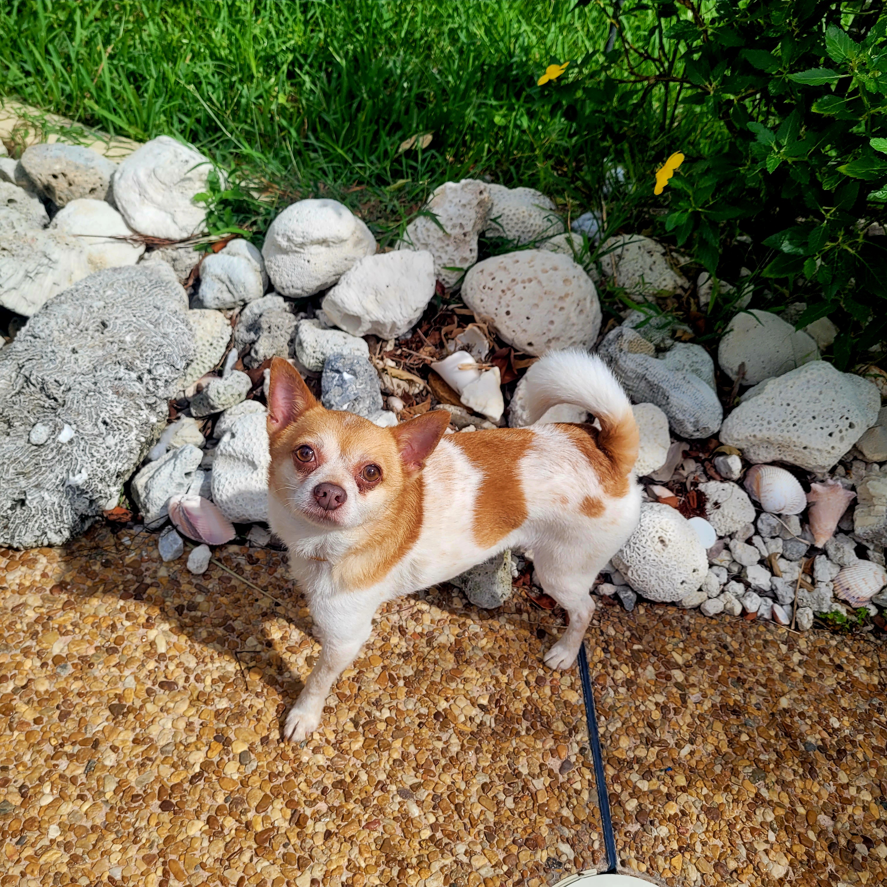 Pablo, Adopted, Adult Male Mixed Breed.