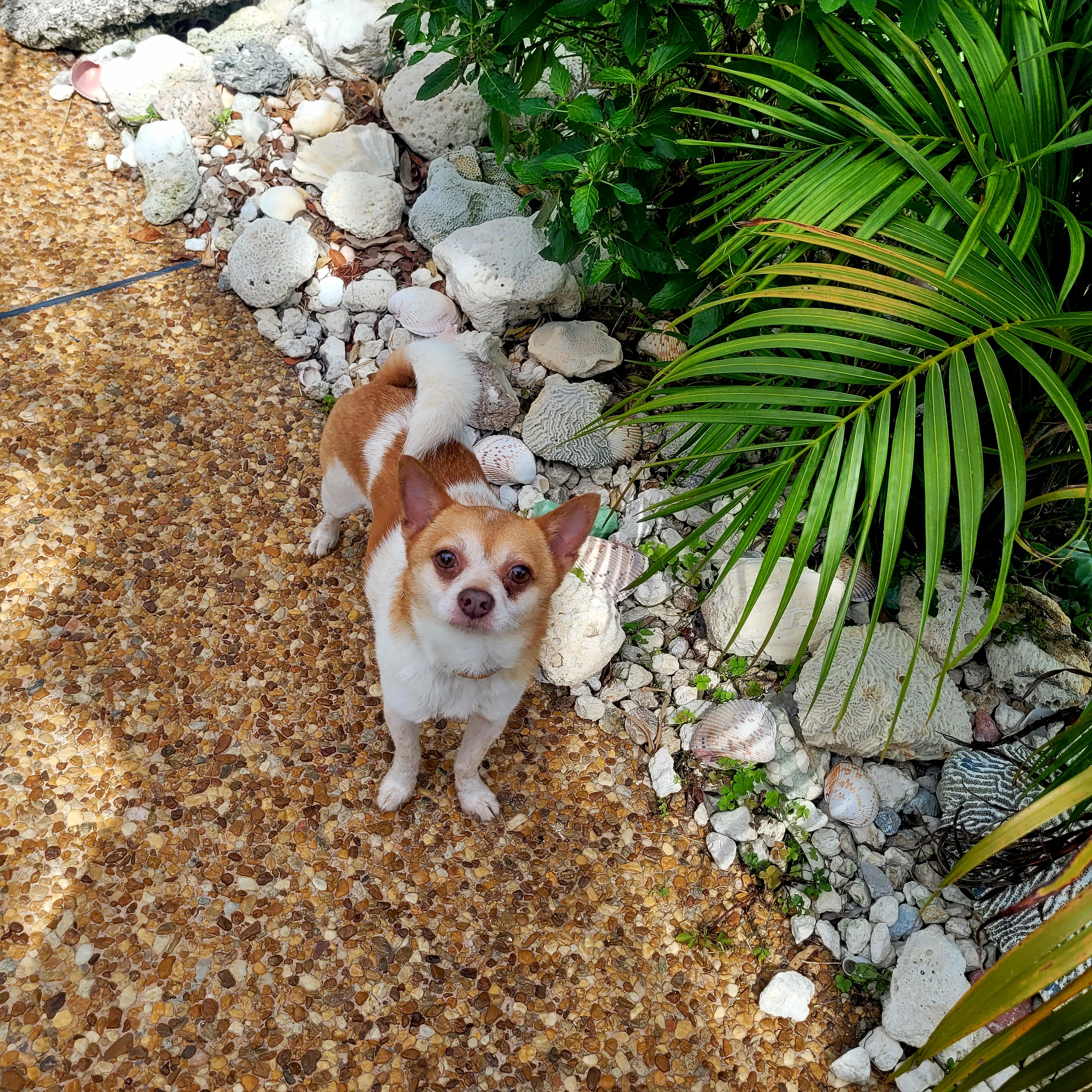 Enlarge Pablo, a Adopted Mixed Breed in Margate, FL image 3/5
