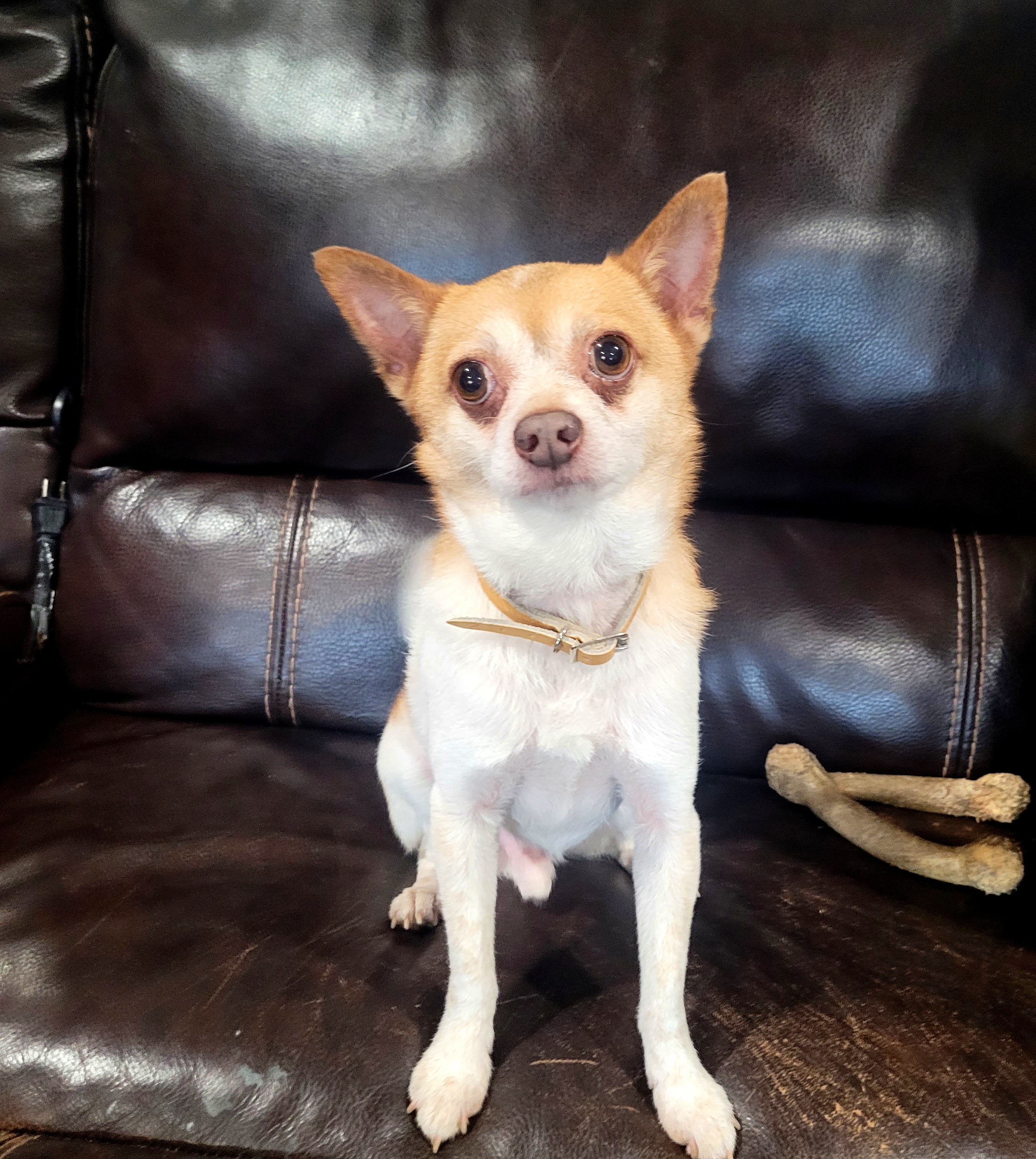 Enlarge Pablo, a Adopted Mixed Breed in Margate, FL image 4/5