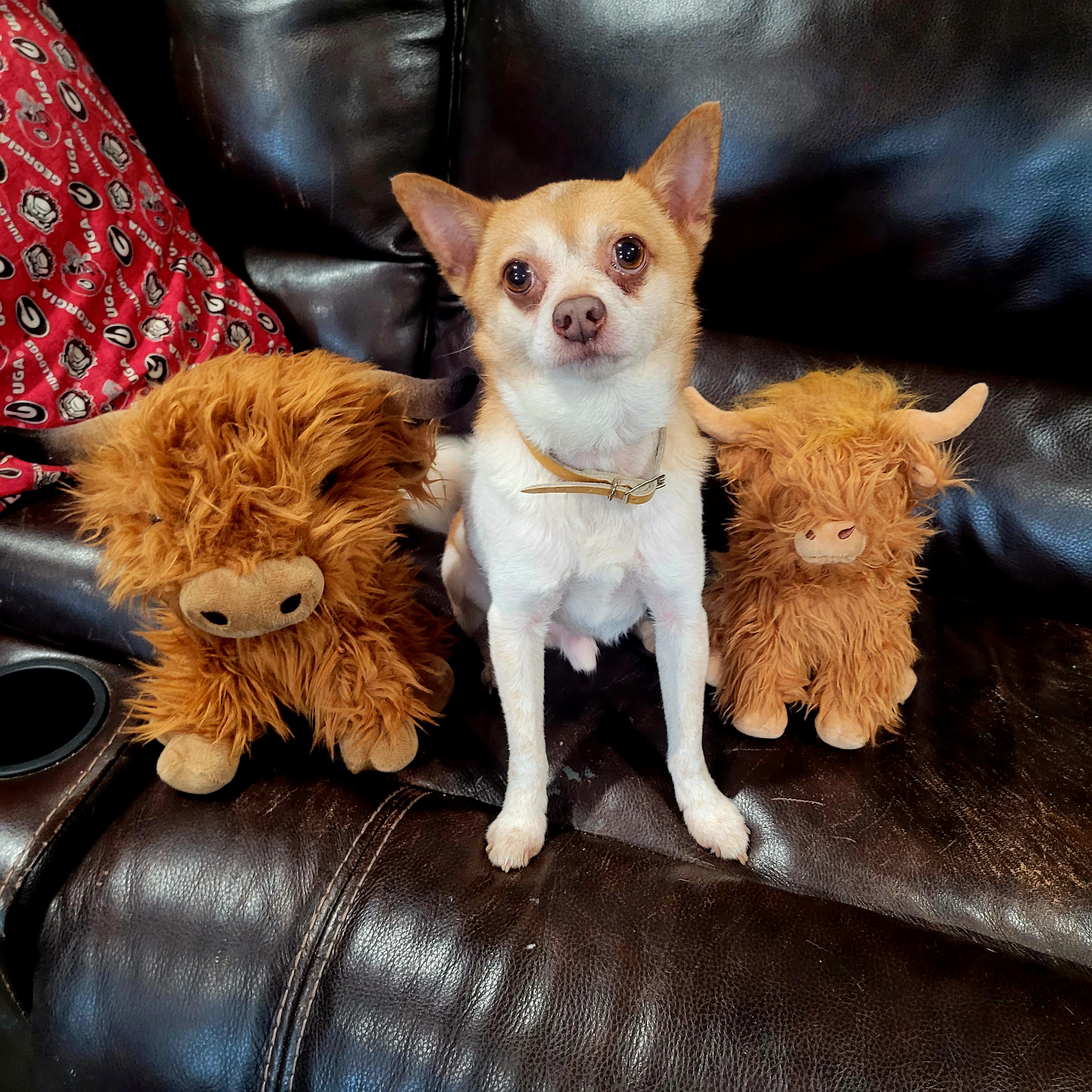 Enlarge Pablo, a Adopted Mixed Breed in Margate, FL image 5/5