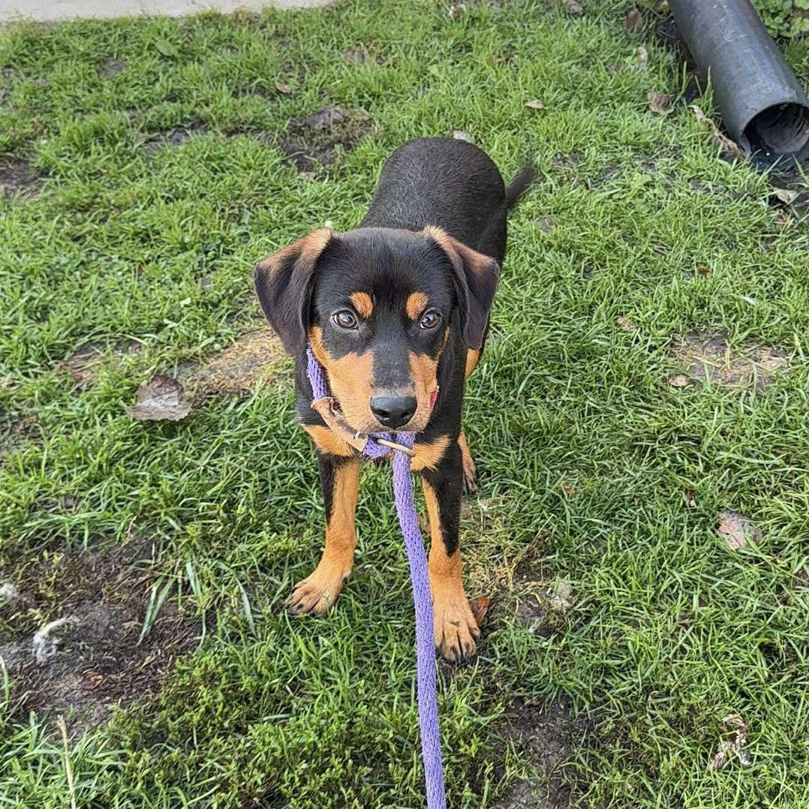 Enlarge James, a Adoptable mixed breed in Alma, MI image 1/2