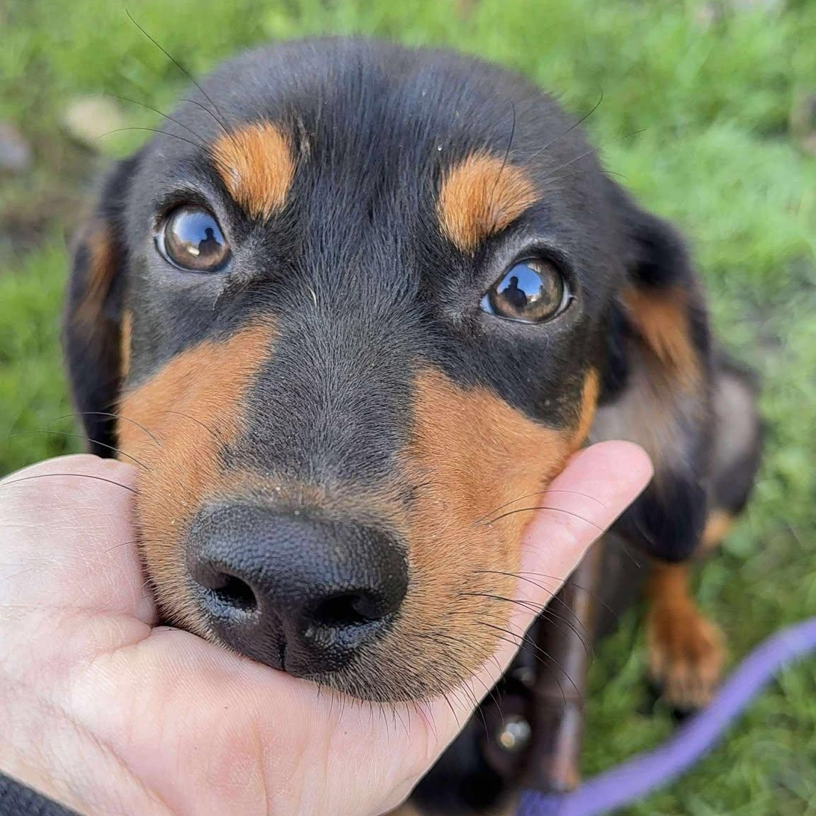 Enlarge James, a Adoptable mixed breed in Alma, MI image 2/2
