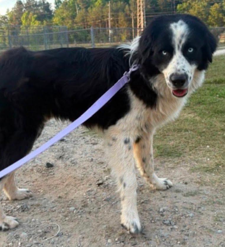 Kaiser, a ADOPTABLE mixed breed in Wando, SC image 1/4