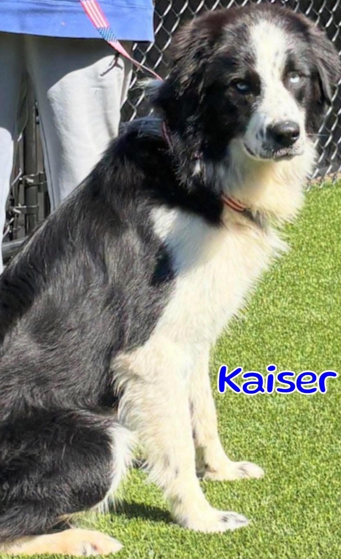 Kaiser, a ADOPTABLE mixed breed in Wando, SC image 4/4