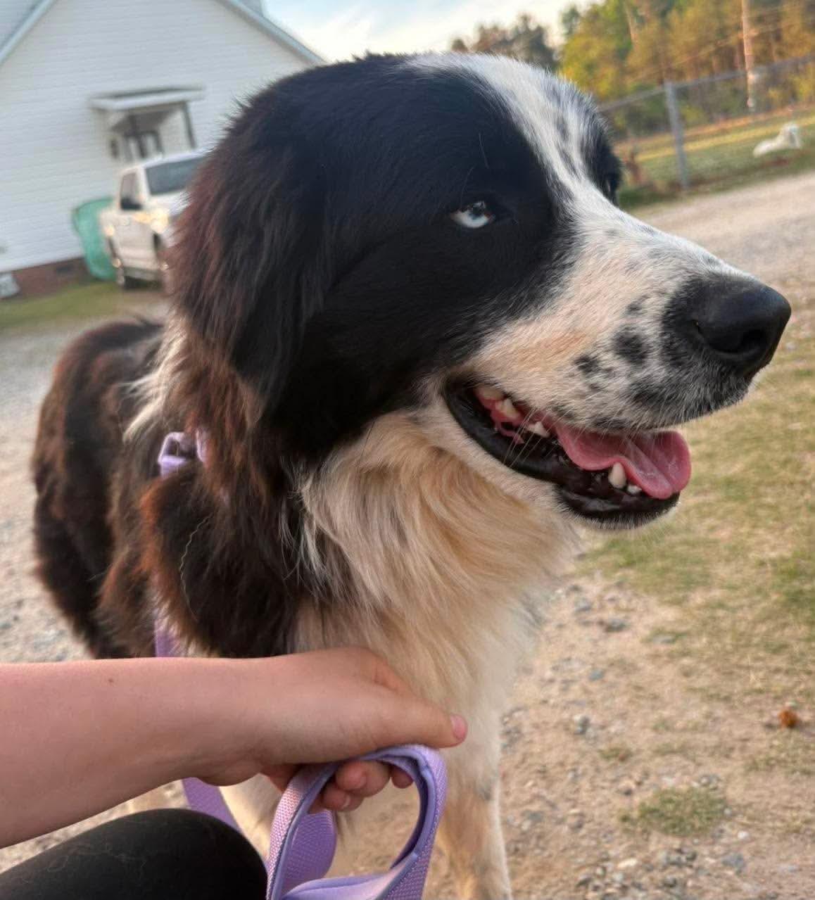 Kaiser, a ADOPTABLE mixed breed in Wando, SC image 2/4