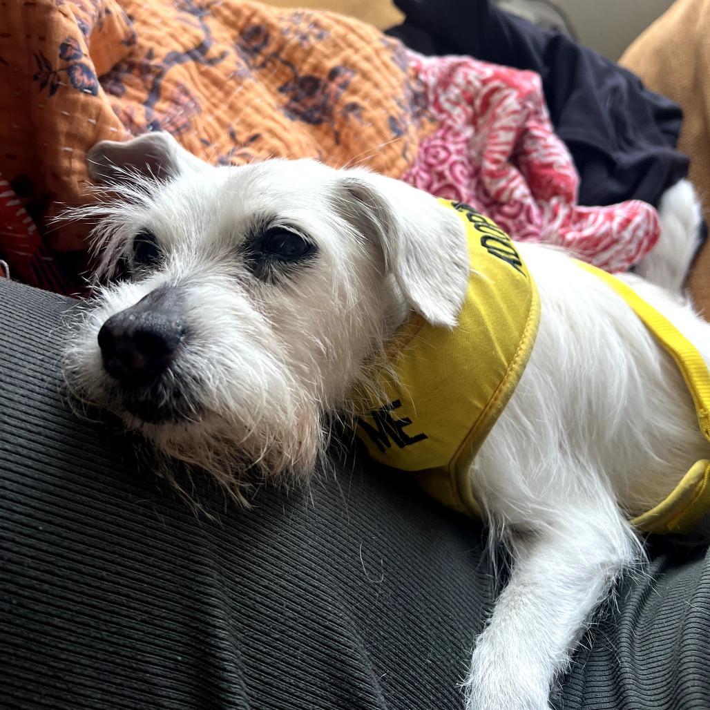 Enlarge Angel, a Adoptable Mixed Breed in San Francisco, CA image 1/6