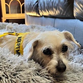 Enlarge Angel, a Adoptable Mixed Breed in San Francisco, CA image 2/6