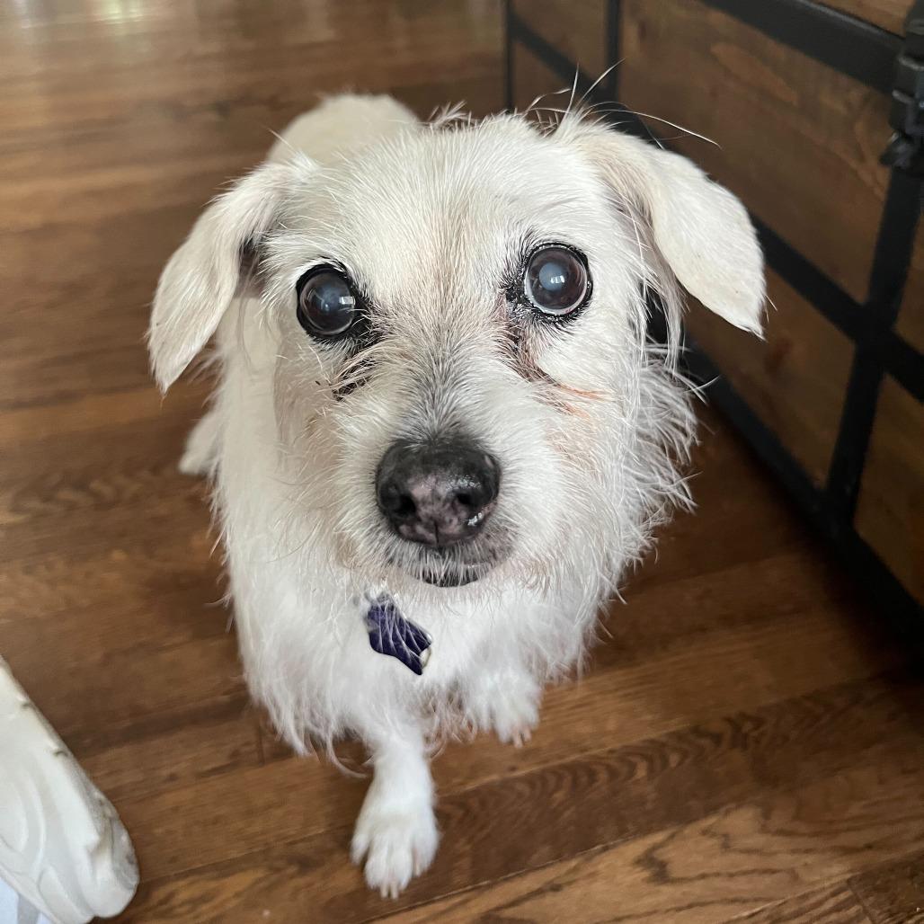 Enlarge Angel, a Adoptable Mixed Breed in San Francisco, CA image 3/6