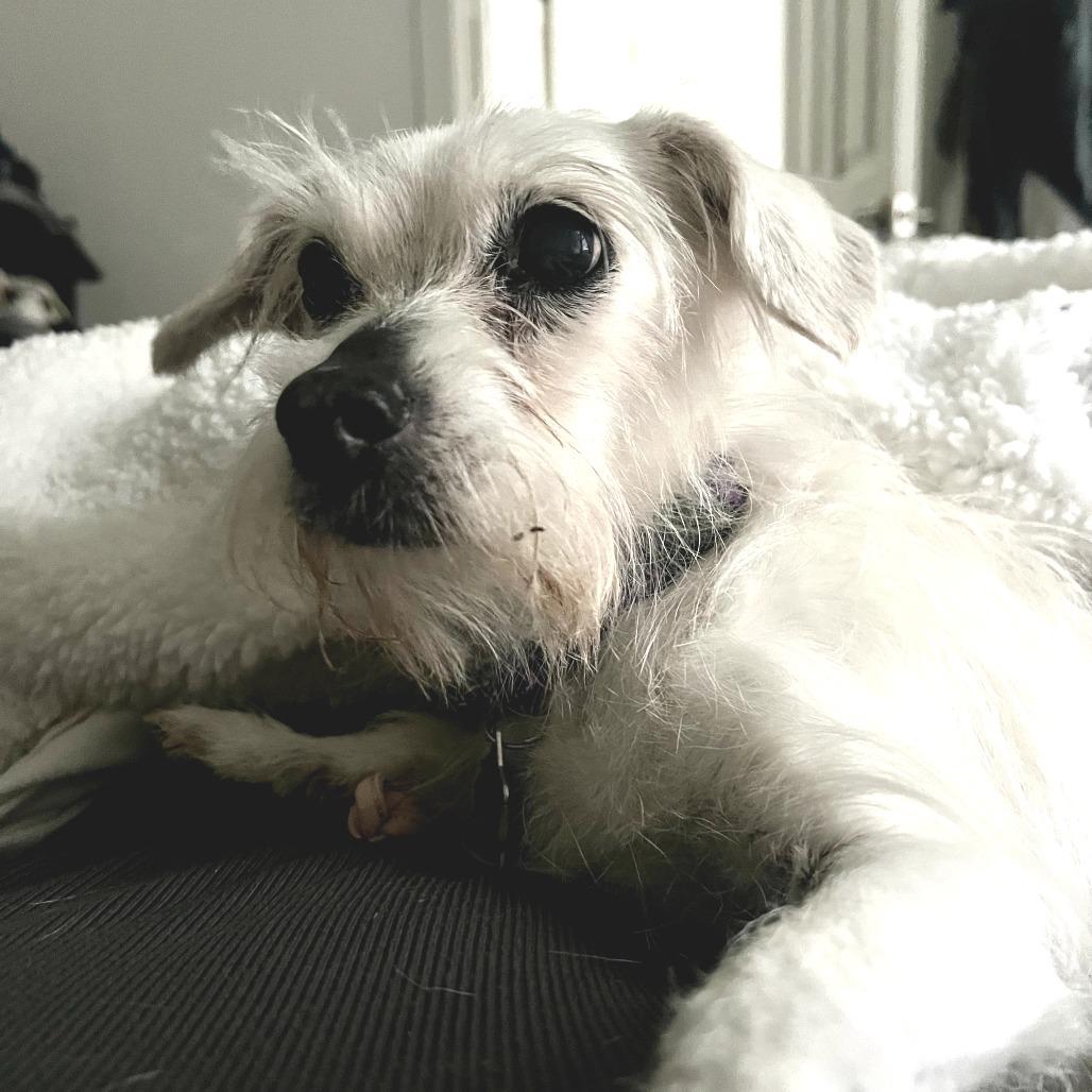 Enlarge Angel, a Adoptable Mixed Breed in San Francisco, CA image 4/6