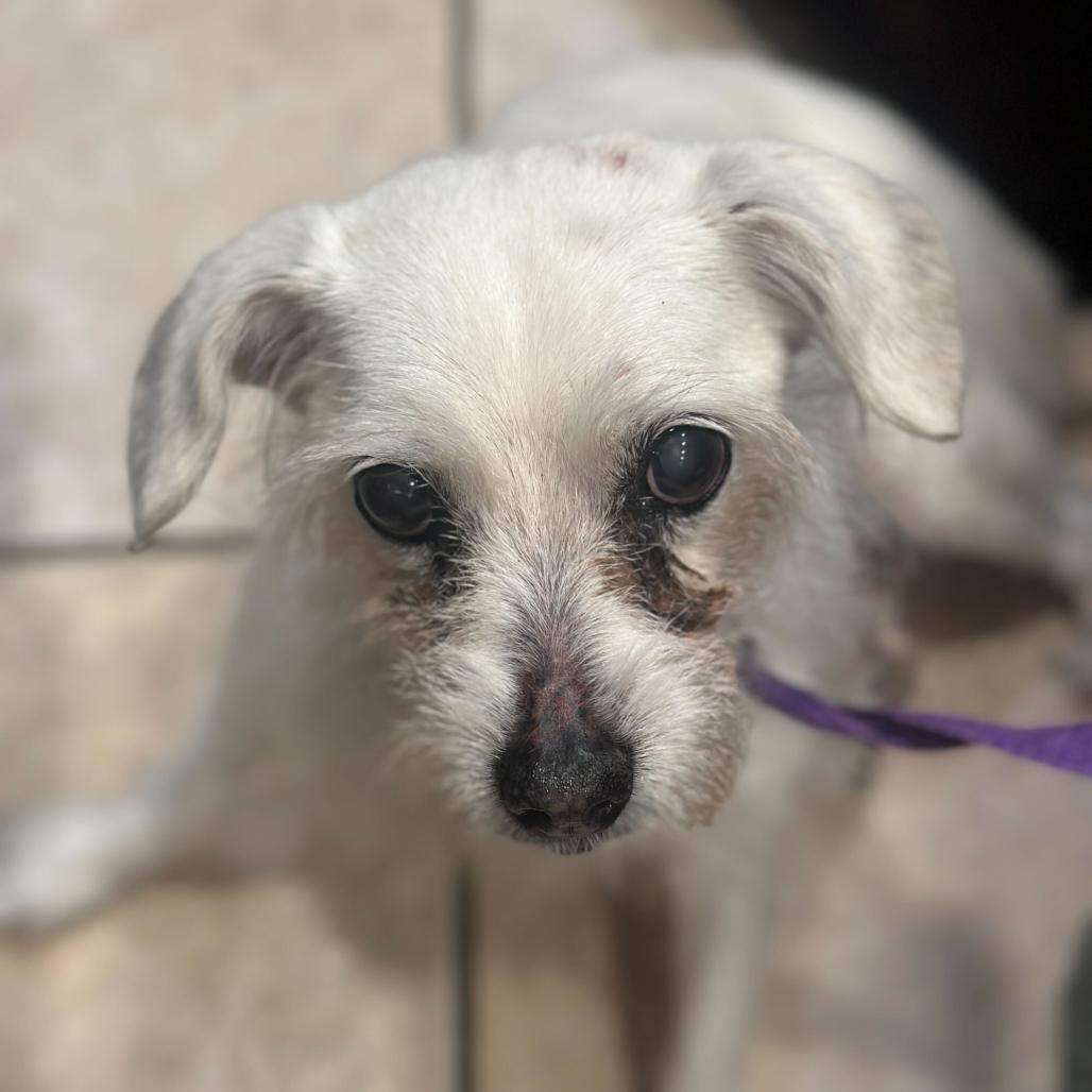 Enlarge Angel, a Adoptable Mixed Breed in San Francisco, CA image 5/6