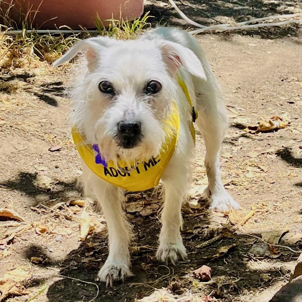 Enlarge Angel, a Adoptable Mixed Breed in San Francisco, CA image 6/6