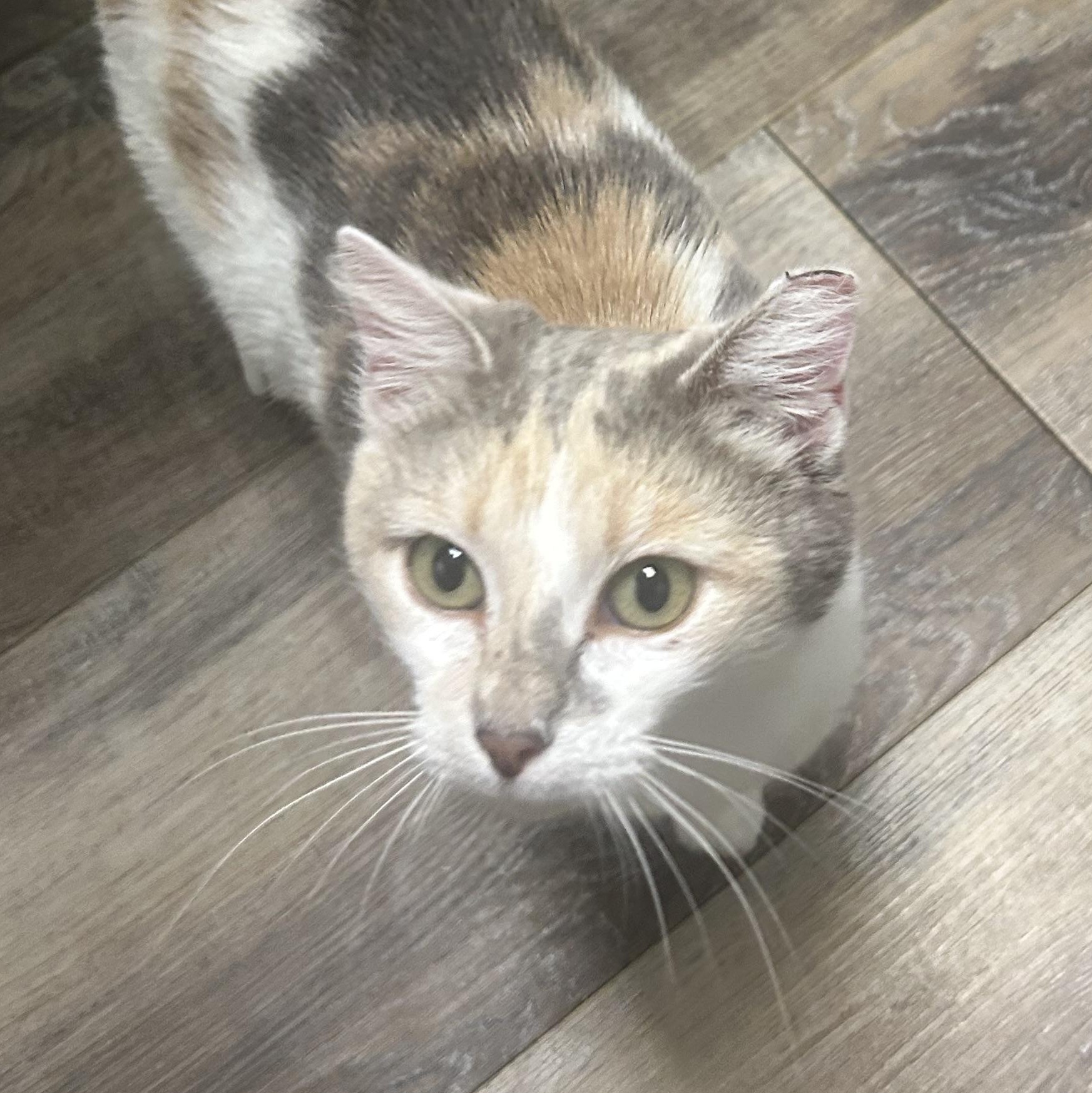 Enlarge Venus , a ADOPTABLE Domestic Short Hair in Fort Oglethorpe, GA image 4/5