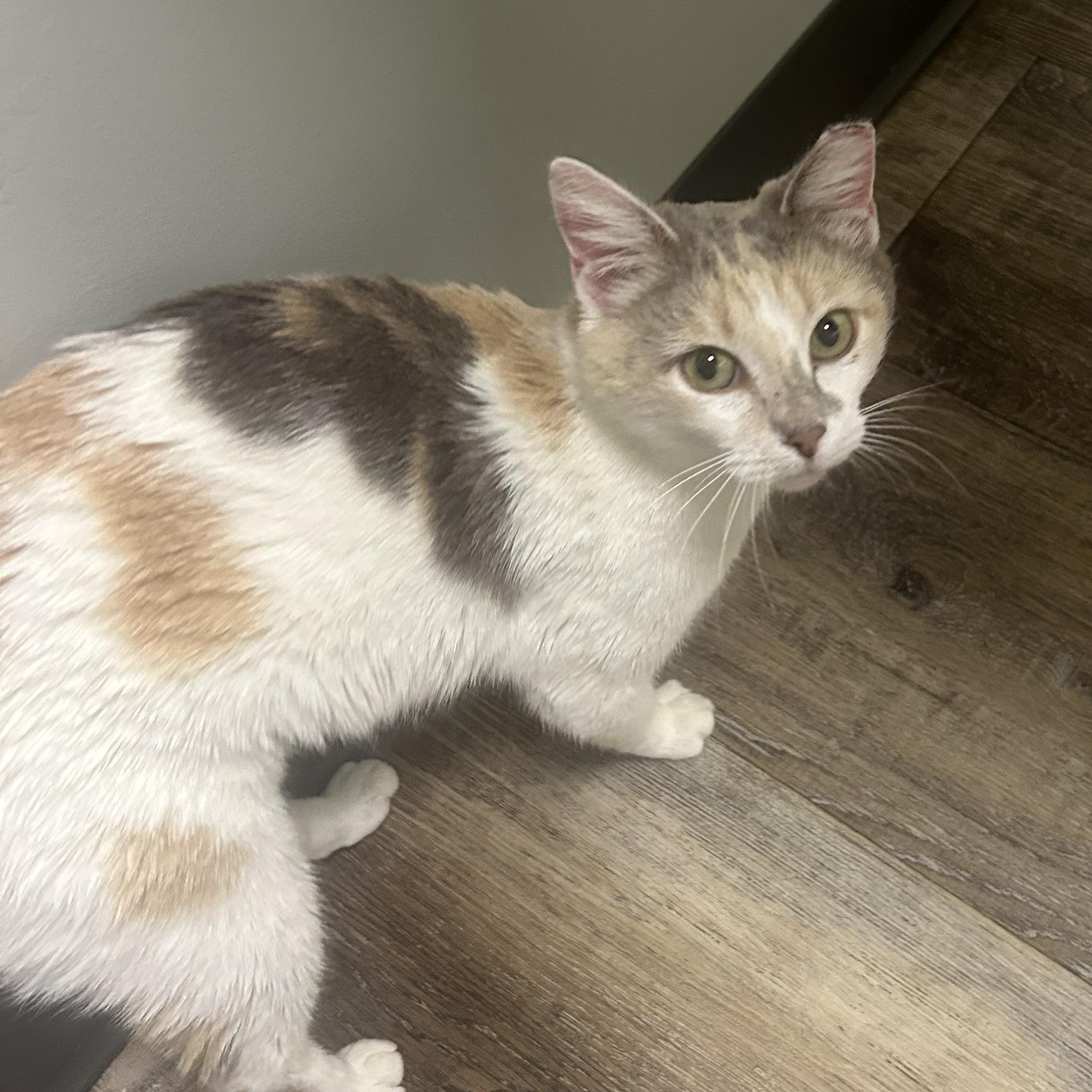 Enlarge Venus , a ADOPTABLE Domestic Short Hair in Fort Oglethorpe, GA image 2/5