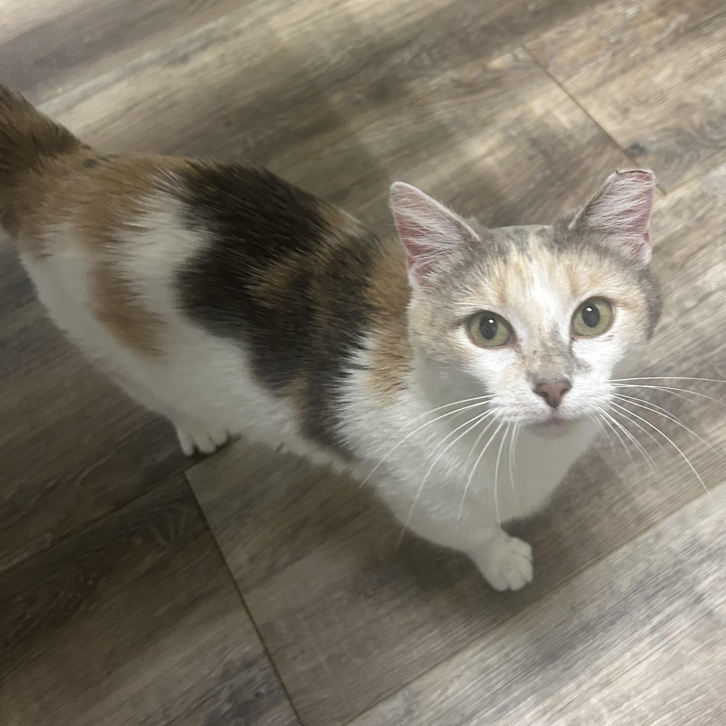 Enlarge Venus , a ADOPTABLE Domestic Short Hair in Fort Oglethorpe, GA image 1/5