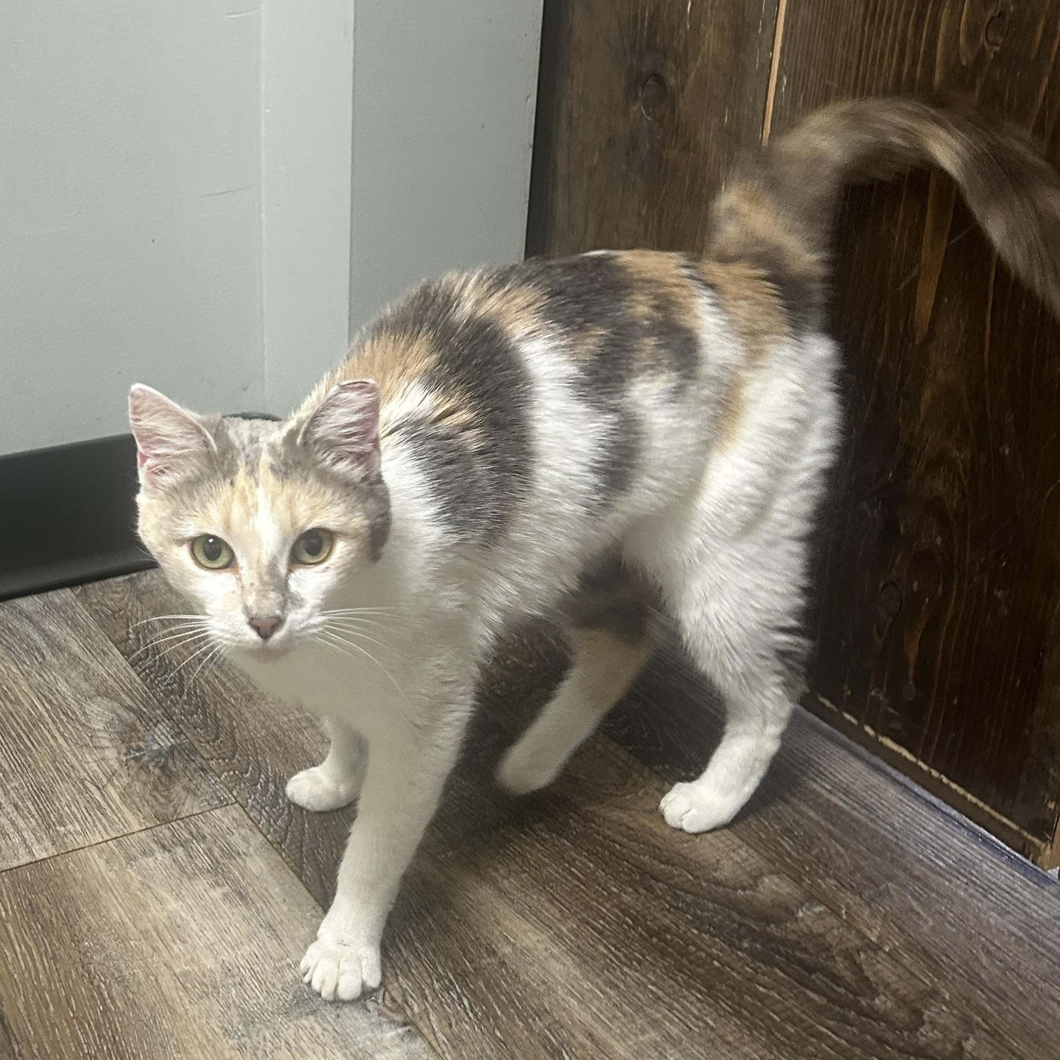 Enlarge Venus , a ADOPTABLE Domestic Short Hair in Fort Oglethorpe, GA image 3/5