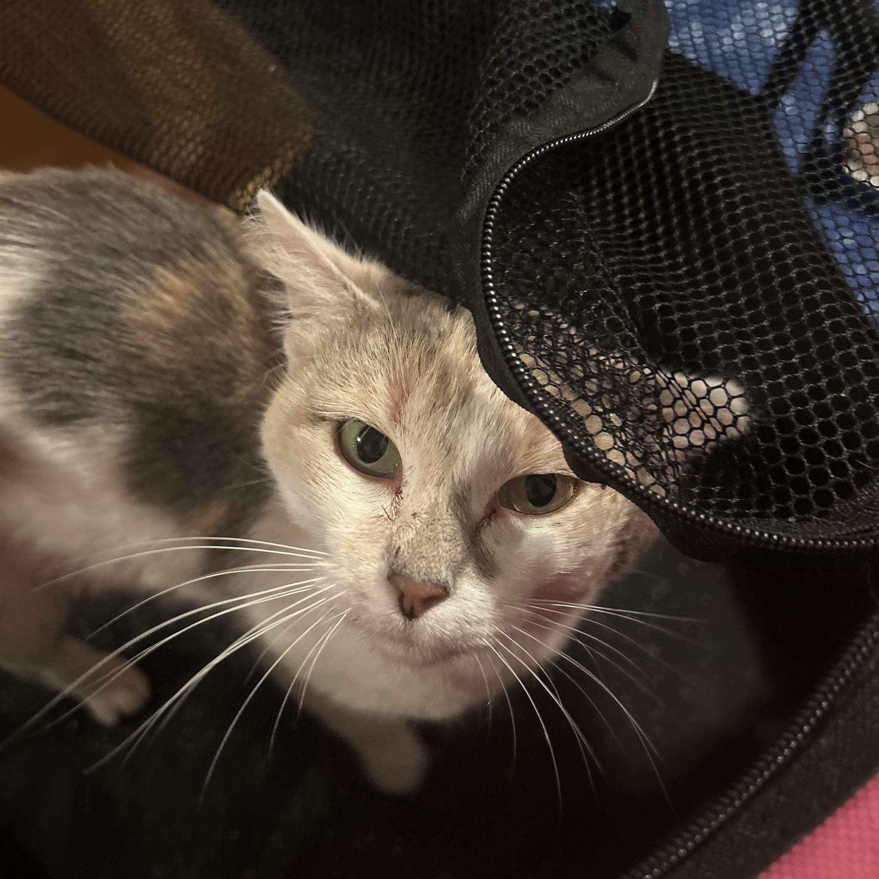 Enlarge Venus , a ADOPTABLE Domestic Short Hair in Fort Oglethorpe, GA image 5/5