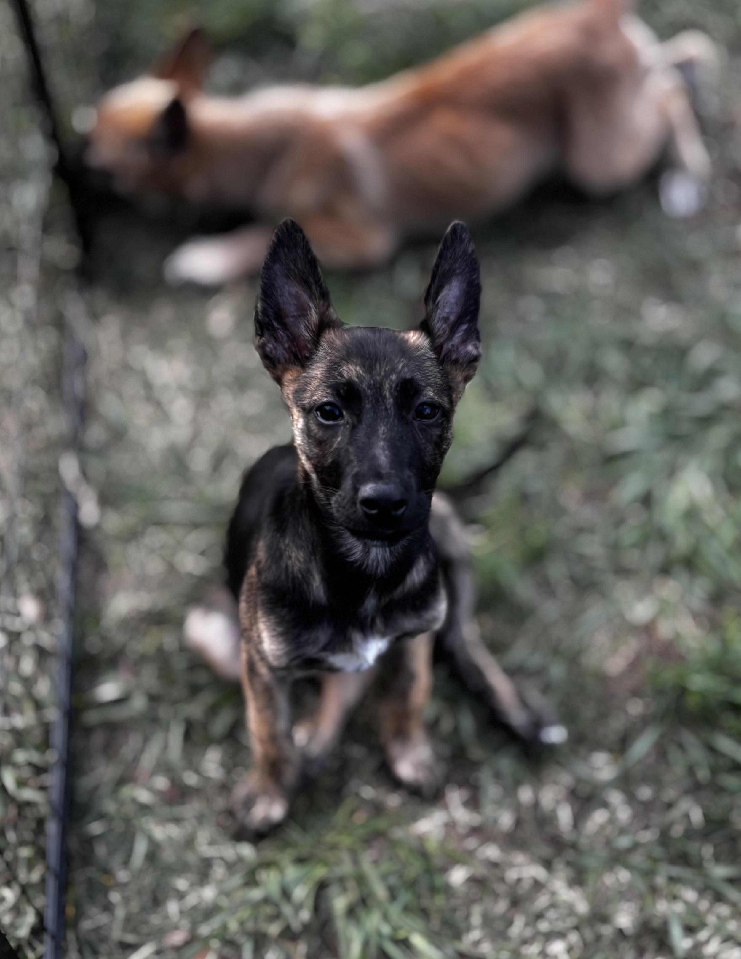 Enlarge Cher, a ADOPTABLE mixed breed in Clermont, FL image 2/2