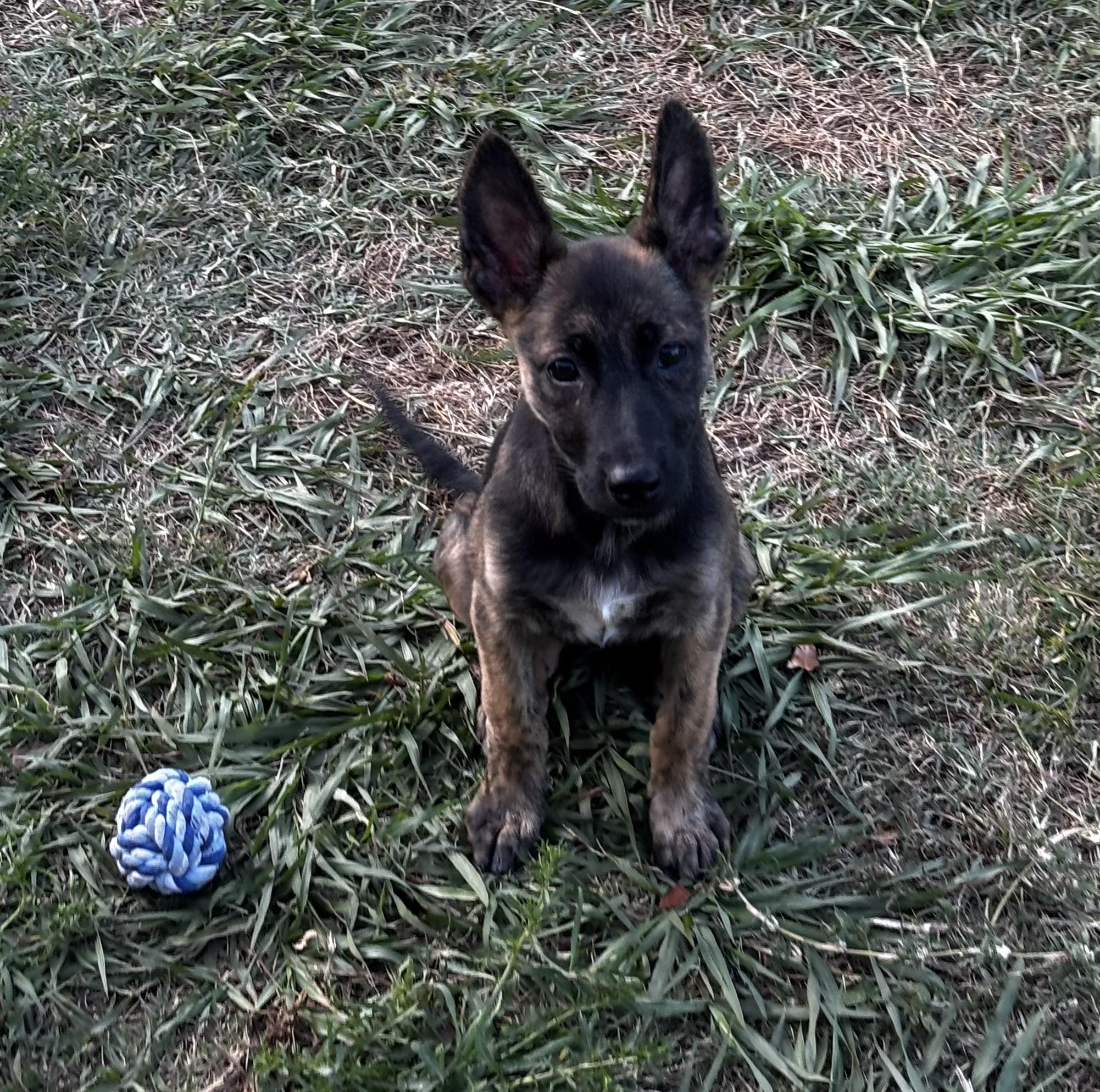 Enlarge Cher, a ADOPTABLE mixed breed in Clermont, FL image 1/2