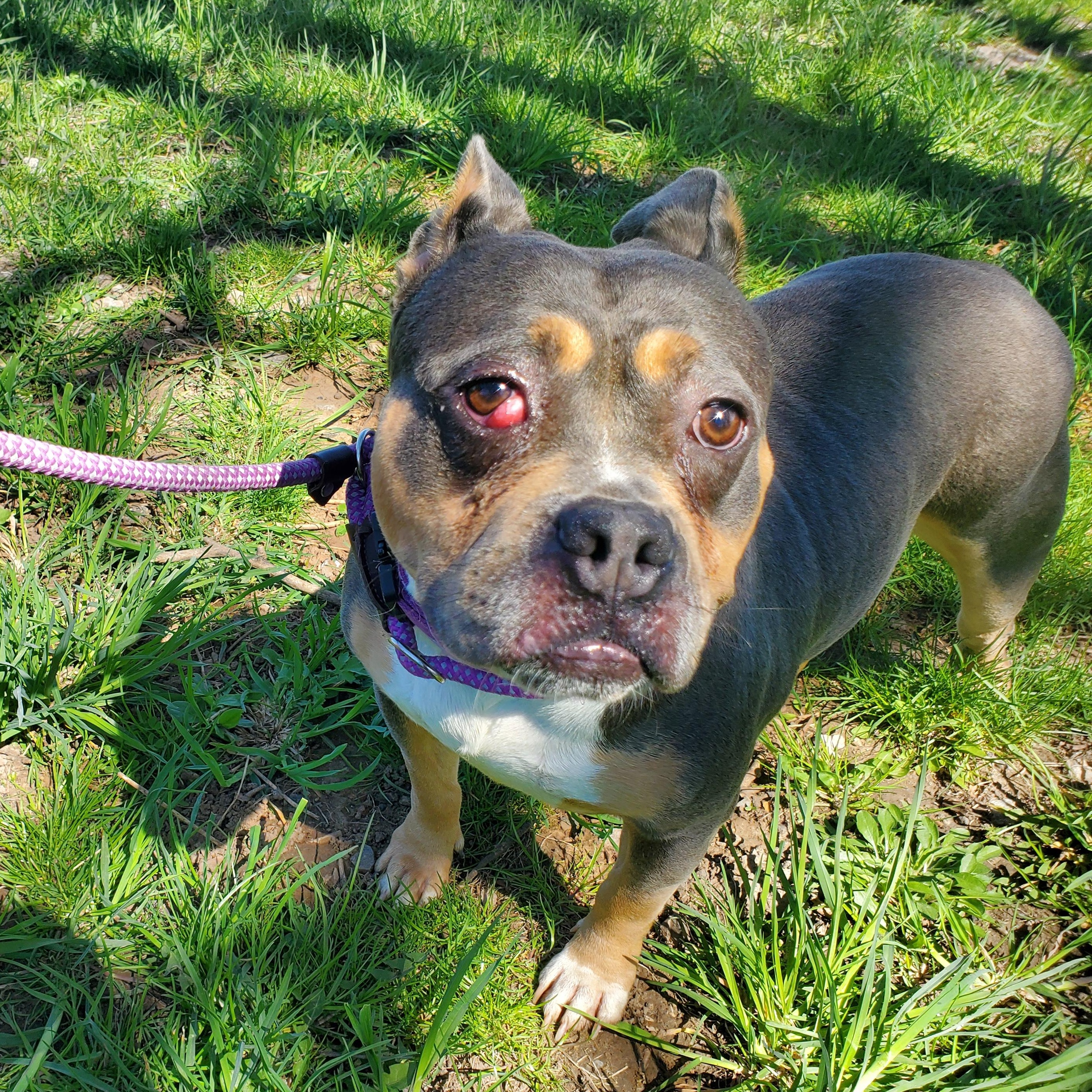Lulu, ADOPTABLE, Adult Female Staffordshire Bull Terrier.