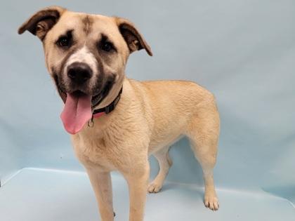 Shiny, Adoptable, Young Female Shepherd & Mixed Breed.
