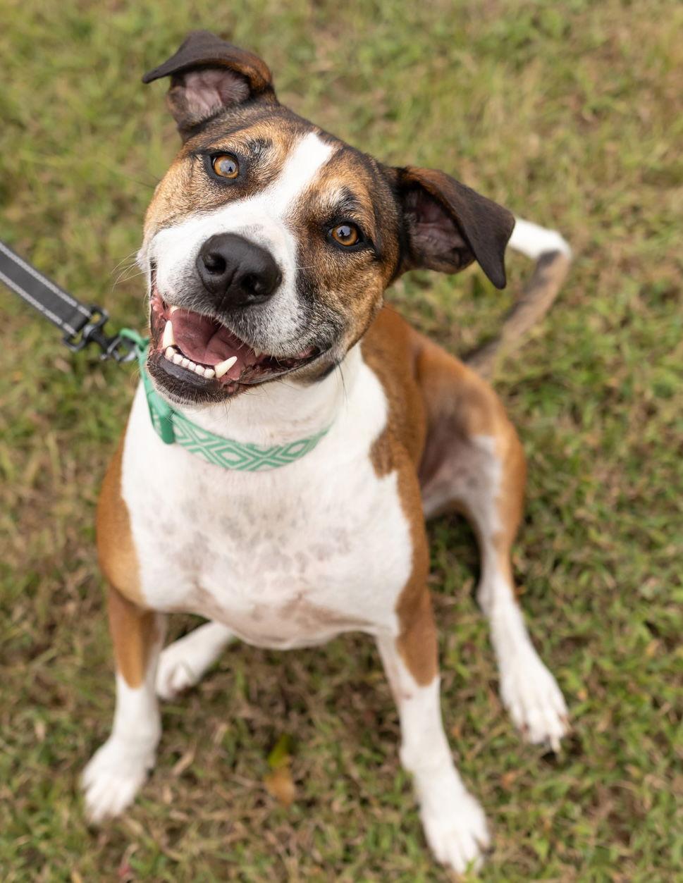 Elby, Adoptable, Adult Female Terrier & Hound.