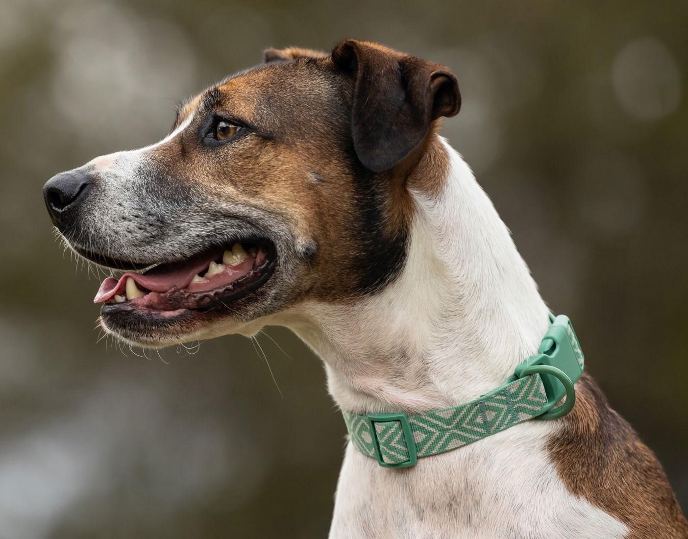 Enlarge Elby, a Adoptable mixed breed in Cary, NC image 3/3