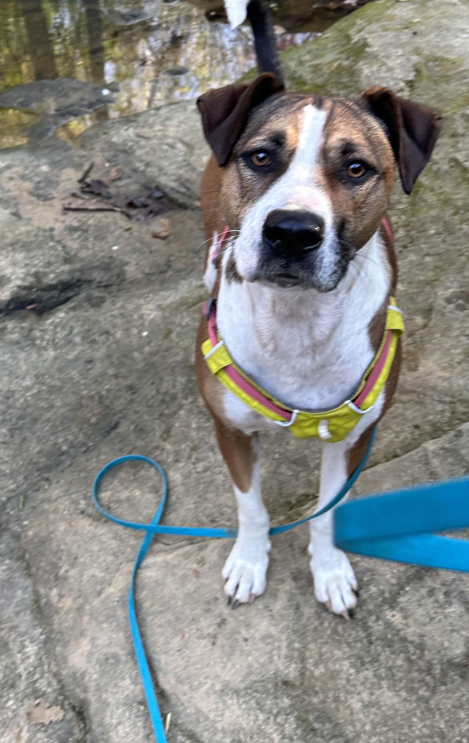 Enlarge Elby, a Adoptable mixed breed in Cary, NC image 3/3