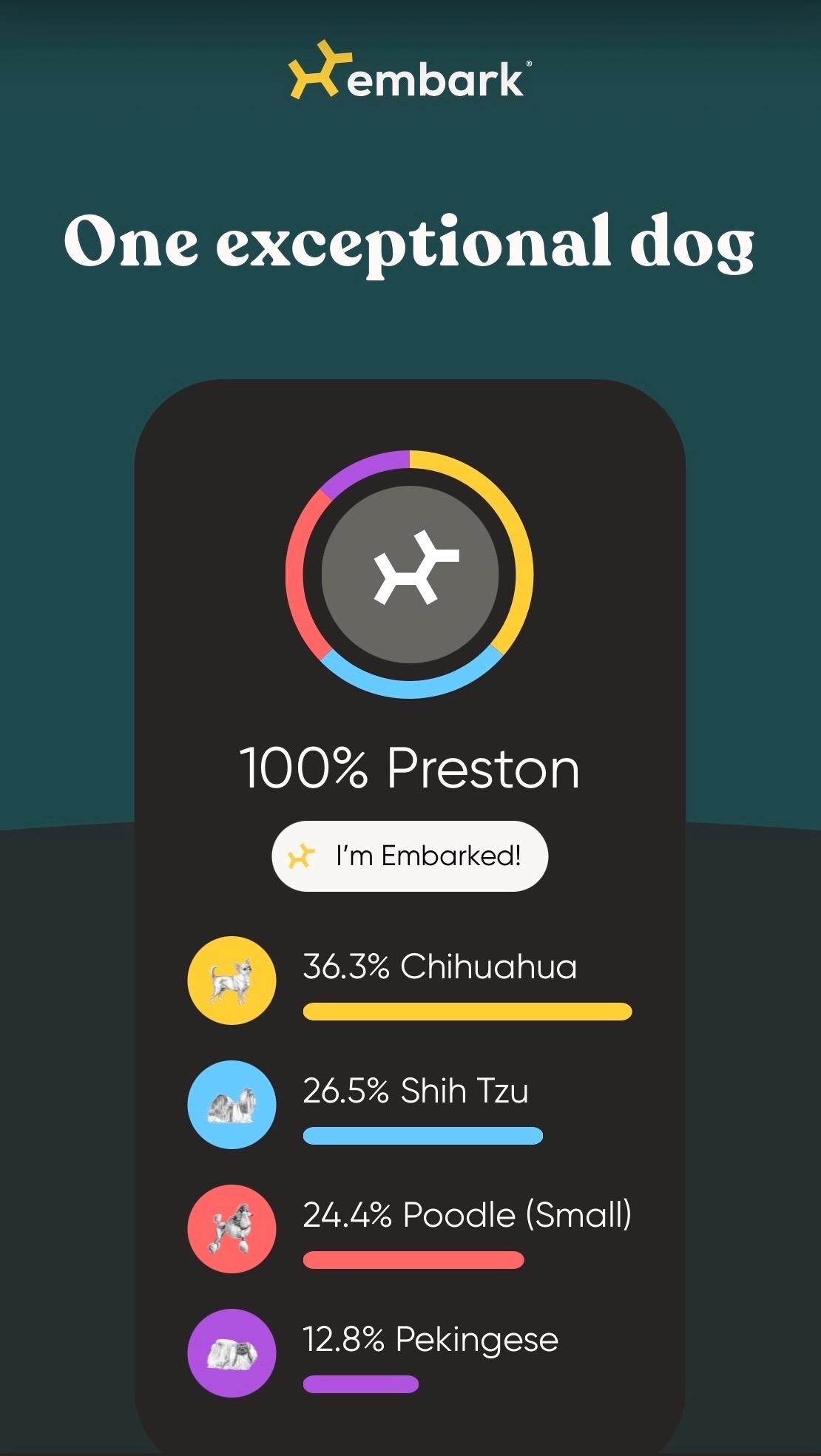 Preston, Adoptable, Puppy Male Chihuahua.