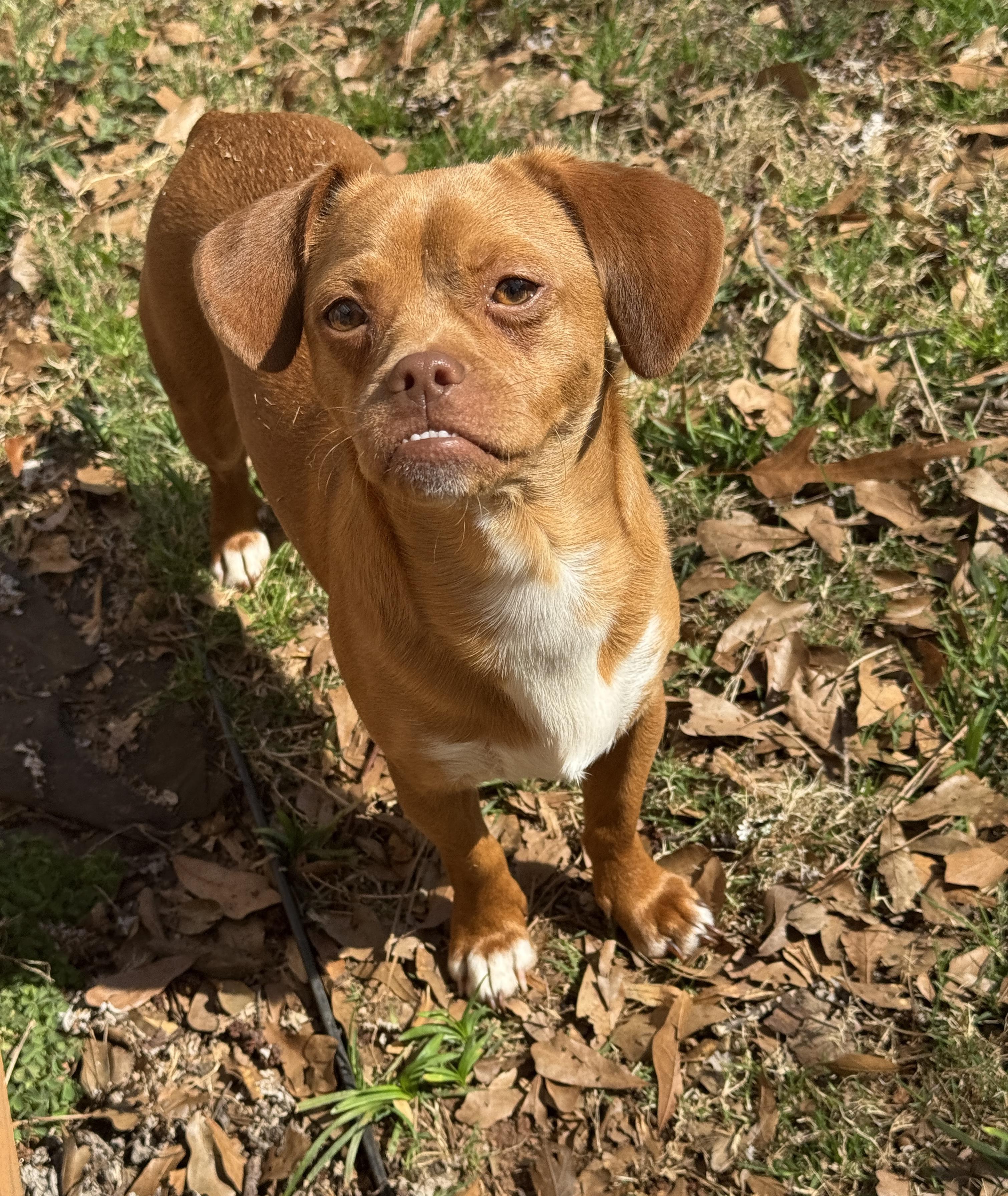 Preston, a Adoptable mixed breed in Atlanta, GA image 3/6