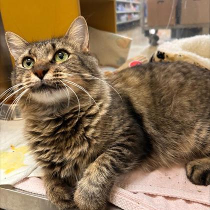 Enlarge Mother Goose, a Adoptable Domestic Short Hair in Carrollton, TX image 1/2