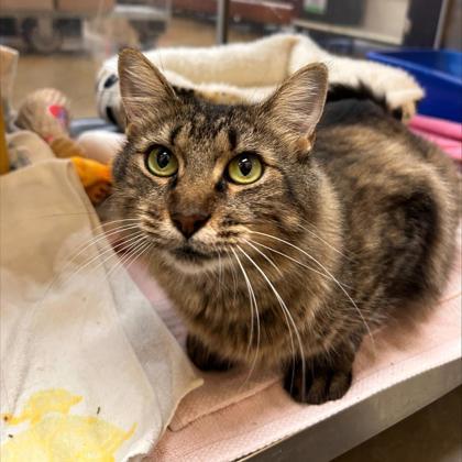 Mother Goose, Adoptable, Adult Female Domestic Short Hair & Domestic Short Hair.