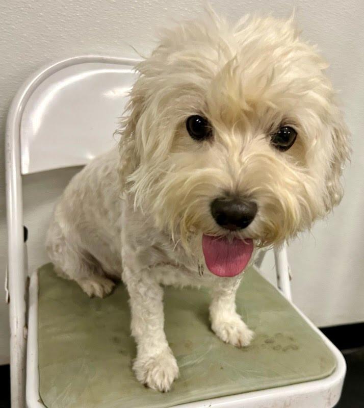 Claire, Adopted, Adult Female Mixed Breed.