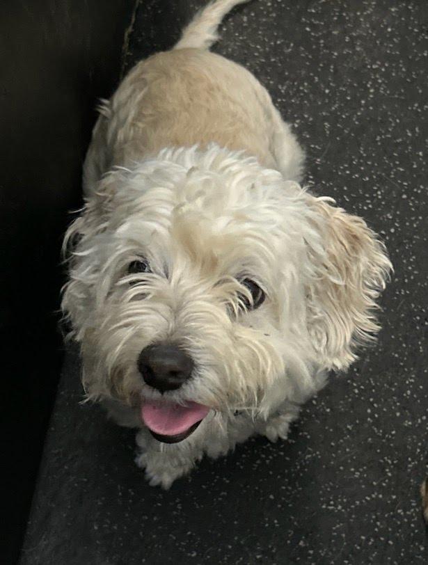 Claire, a Adopted Mixed Breed in Huntington Beach, CA image 2/2