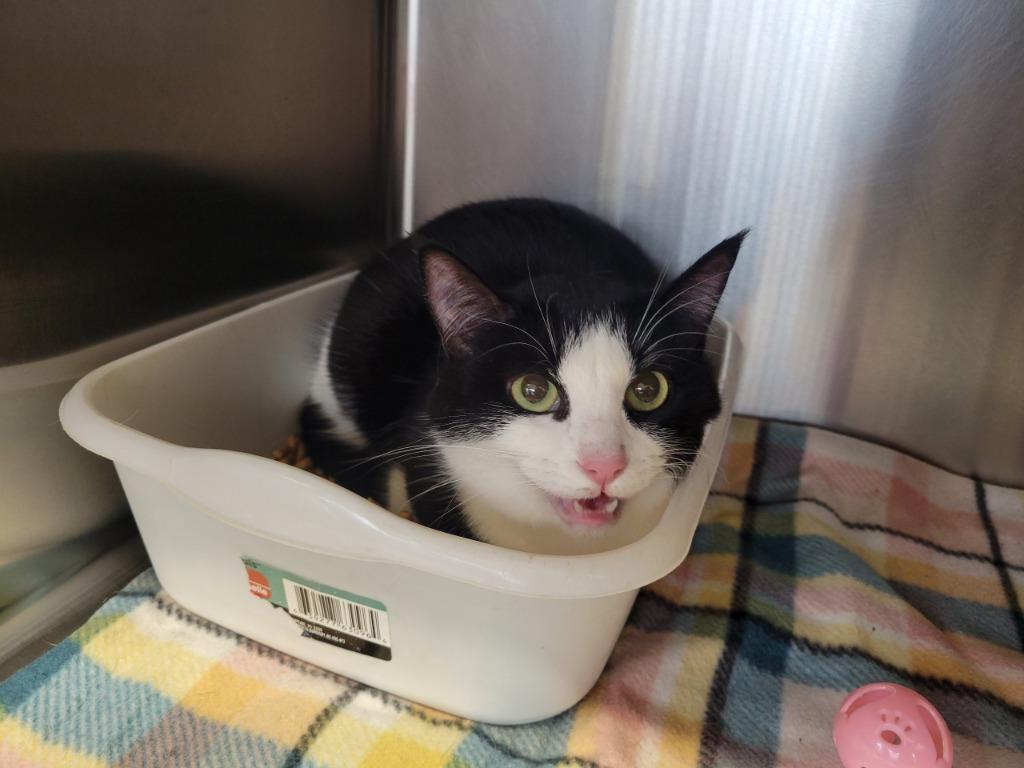 Cindy Lou Who, Adoptable, Young Female Domestic Short Hair.