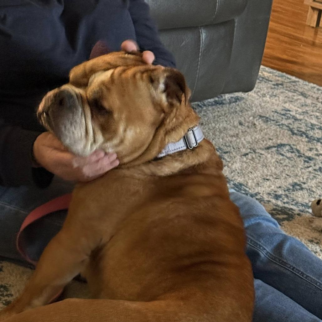 Tulip, Adoptable, Adult Female English Bulldog.