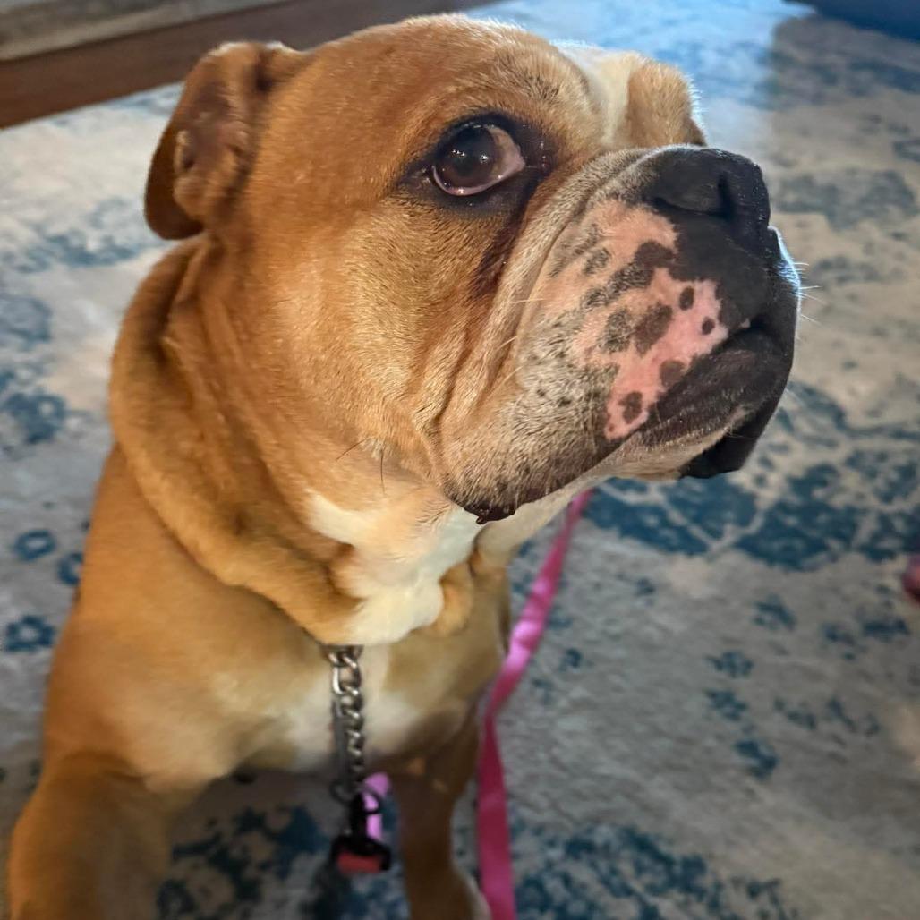 Tulip, a Adoptable English Bulldog in Huber Heights, OH image 2/6
