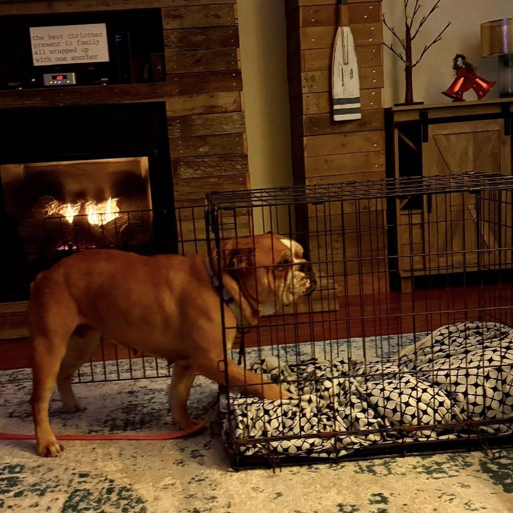 Tulip, a Adoptable English Bulldog in Huber Heights, OH image 3/6