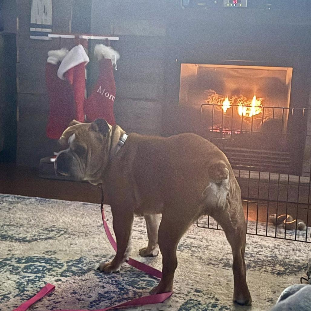 Tulip, a Adoptable English Bulldog in Huber Heights, OH image 4/6