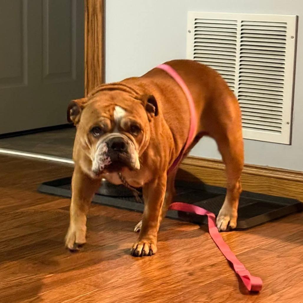 Tulip, a Adoptable English Bulldog in Huber Heights, OH image 5/6
