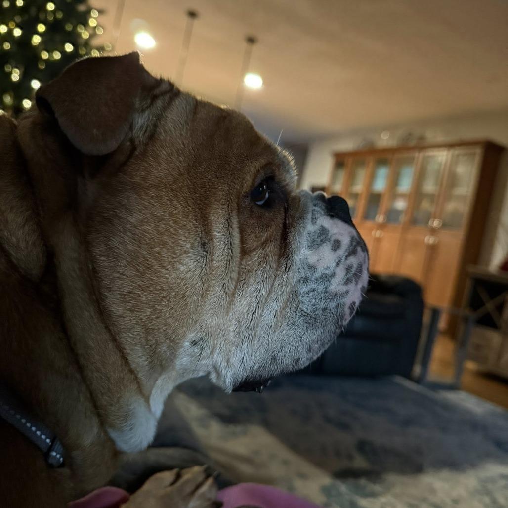 Tulip, a Adoptable English Bulldog in Huber Heights, OH image 6/6