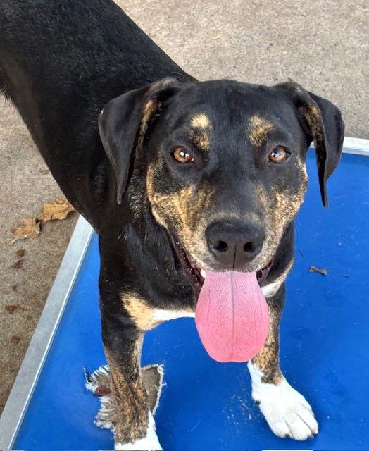 Colt, a Adoptable Hound in Carrollton, GA image 1/2