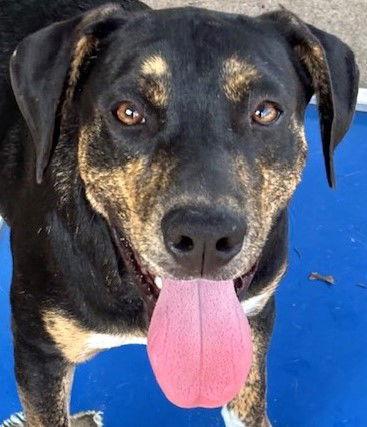 Colt, a Adoptable Hound in Carrollton, GA image 2/2