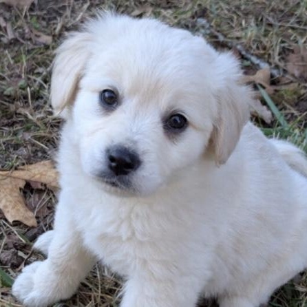 Lyric, ADOPTABLE, Puppy Female Golden Retriever.