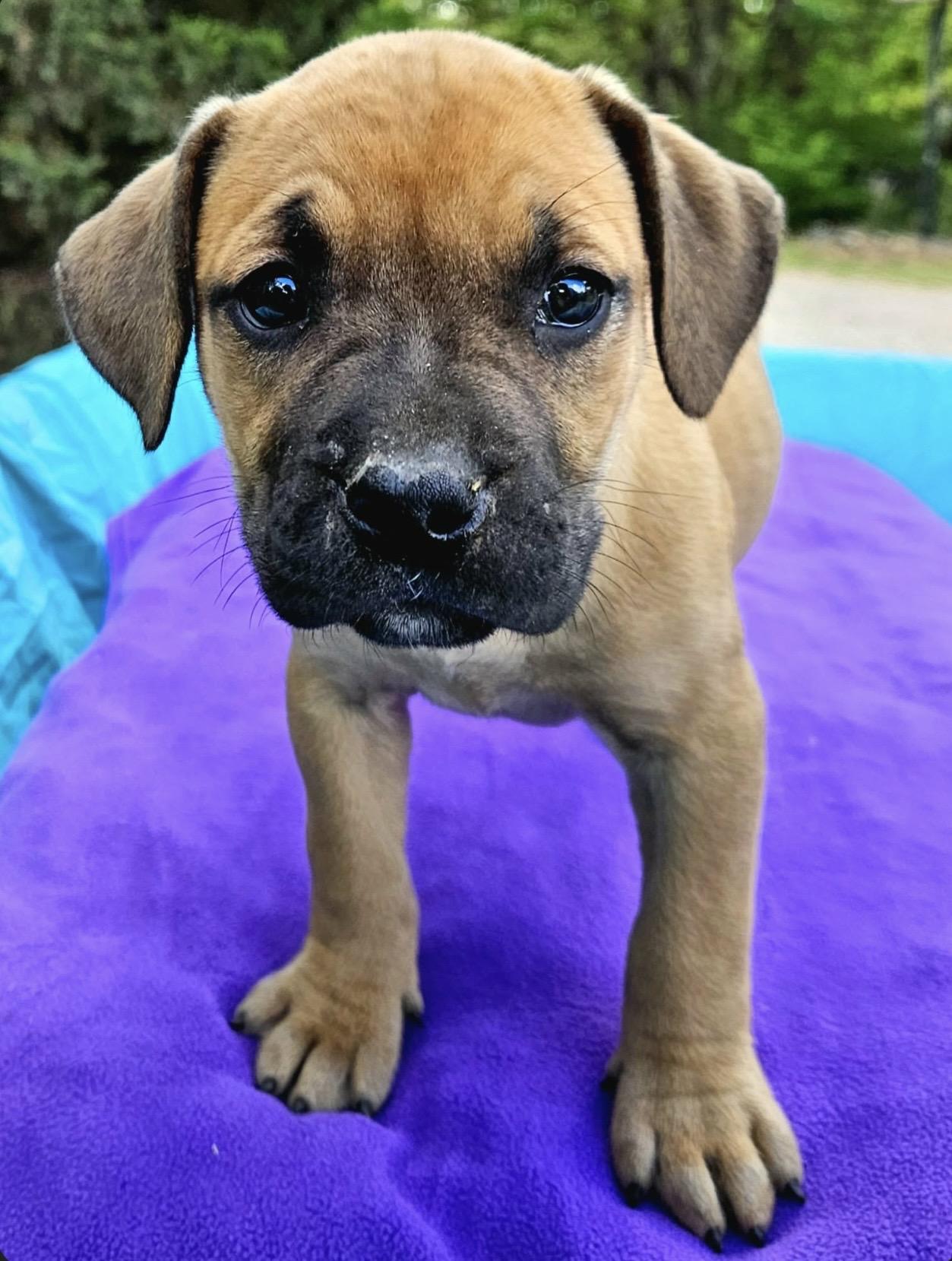 Enlarge Strawberry , a ADOPTABLE mixed breed in Pelham, NH image 5/6