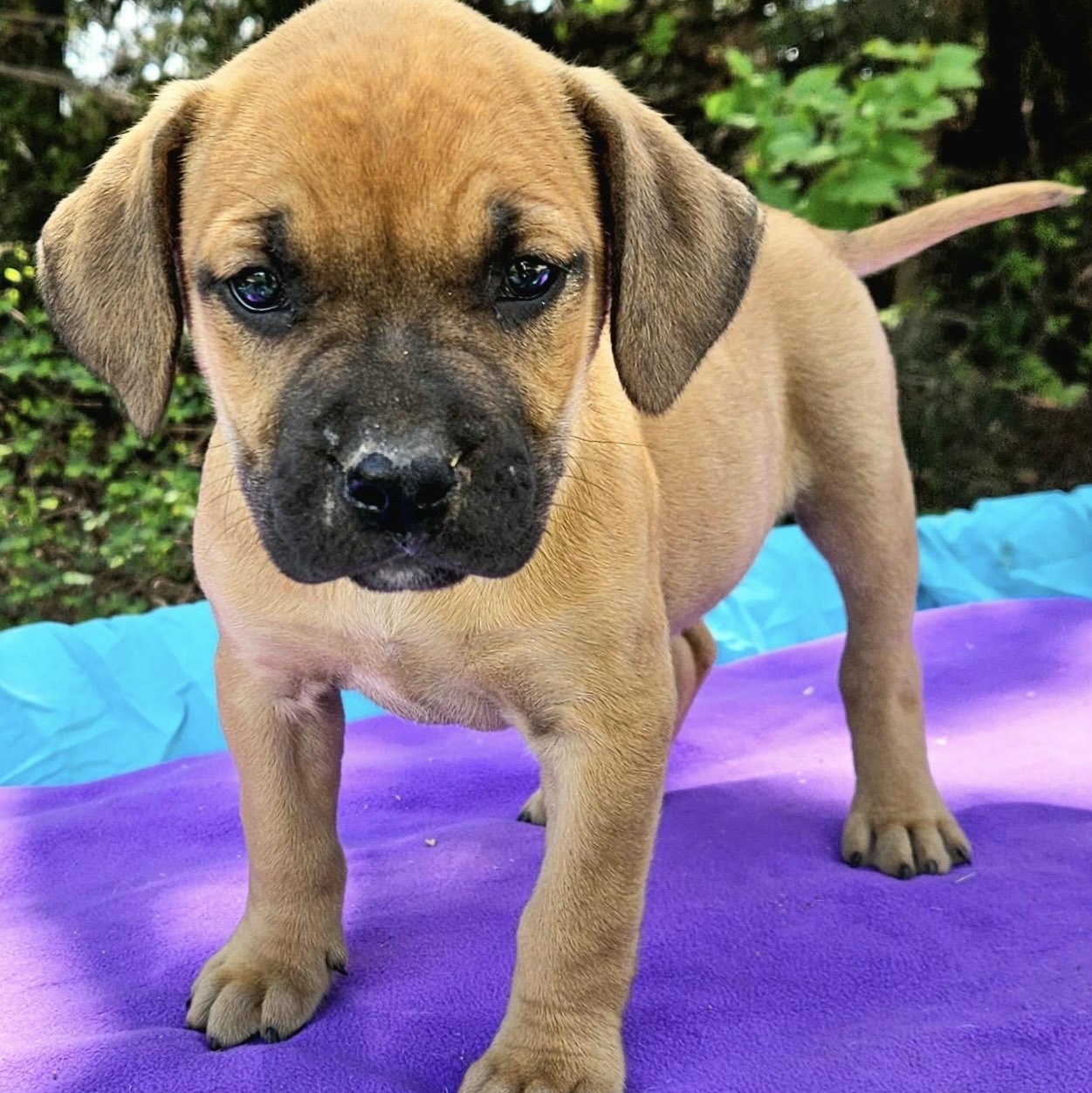 Enlarge Strawberry , a ADOPTABLE mixed breed in Pelham, NH image 2/6