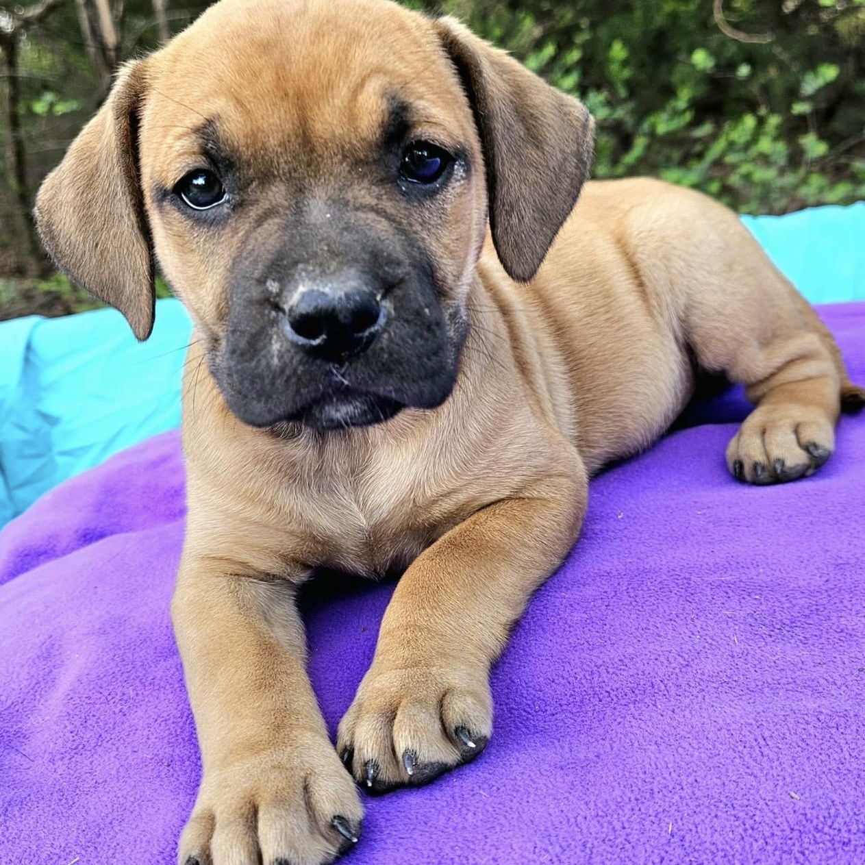 Enlarge Strawberry , a ADOPTABLE mixed breed in Pelham, NH image 3/6